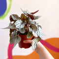 Painted Leaf - Begonia rex 'Silver Dollar' - Sprouts of Bristol