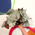 Painted Leaf - Begonia 'Silver Lace' - Sprouts of Bristol