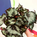 Painted Leaf - Begonia 'Sumatra Green' - Sprouts of Bristol