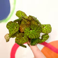 Painted Leaf - Begonia 'Zumba' - Sprouts of Bristol