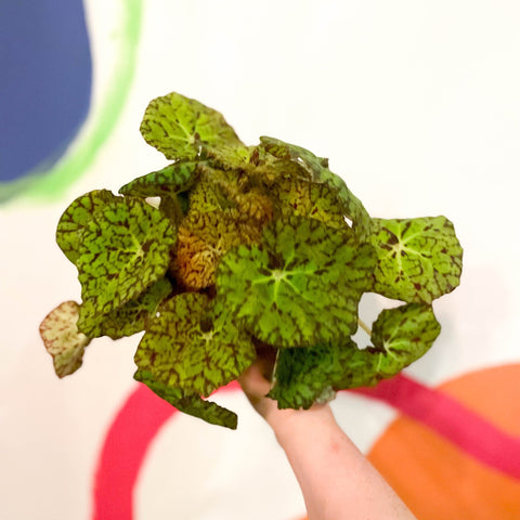 Painted Leaf - Begonia 'Zumba' - Sprouts of Bristol