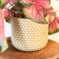 Painted Mustard-Brown Planter with Raised Dots - 15cm - Sprouts of Bristol