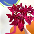 Painted Nettle - Coleus 'Angel of the North' - Welsh Grown - Sprouts of Bristol