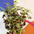 Painted Nettle - Coleus 'Burgundy Wedding Train' - Welsh Grown - Sprouts of Bristol