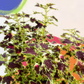 Painted Nettle - Coleus 'Burgundy Wedding Train' - Welsh Grown - Sprouts of Bristol