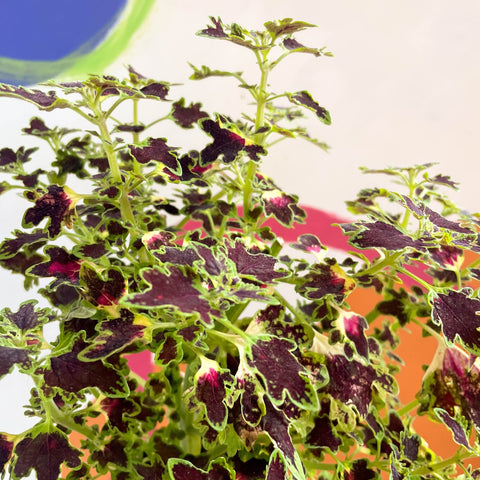 Painted Nettle - Coleus 'Burgundy Wedding Train' - Welsh Grown - Sprouts of Bristol