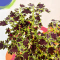 Painted Nettle - Coleus 'Burgundy Wedding Train' - Welsh Grown - Sprouts of Bristol