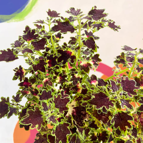 Painted Nettle - Coleus 'Burgundy Wedding Train' - Welsh Grown - Sprouts of Bristol