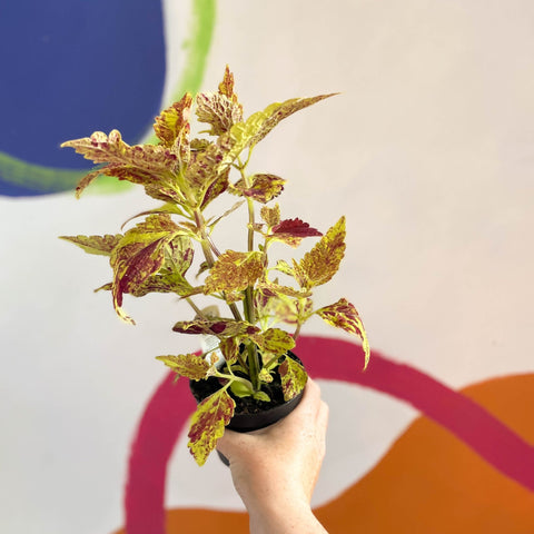 Painted Nettle - Coleus 'City of Sunderland' - Welsh Grown - Sprouts of Bristol