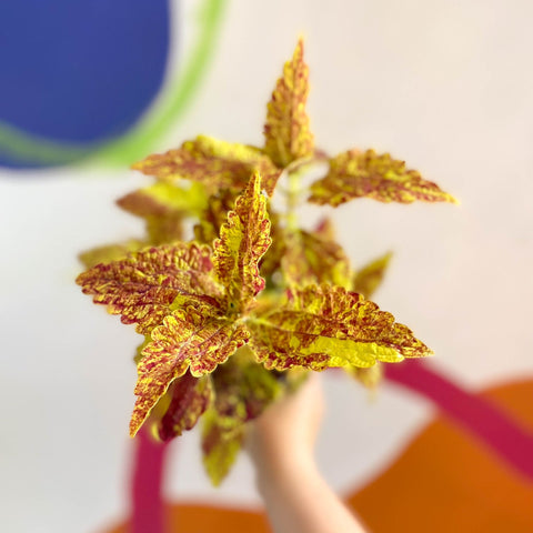 Painted Nettle - Coleus 'City of Sunderland' - Welsh Grown - Sprouts of Bristol