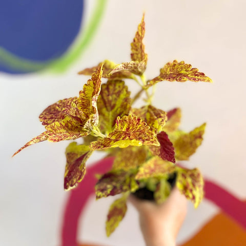 Painted Nettle - Coleus 'City of Sunderland' - Welsh Grown - Sprouts of Bristol