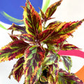 Painted Nettle - Coleus 'Combat' - Welsh Grown - Sprouts of Bristol