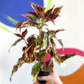 Painted Nettle - Coleus 'Combat' - Welsh Grown - Sprouts of Bristol