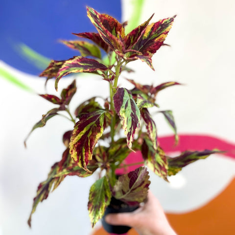 Painted Nettle - Coleus 'Combat' - Welsh Grown - Sprouts of Bristol
