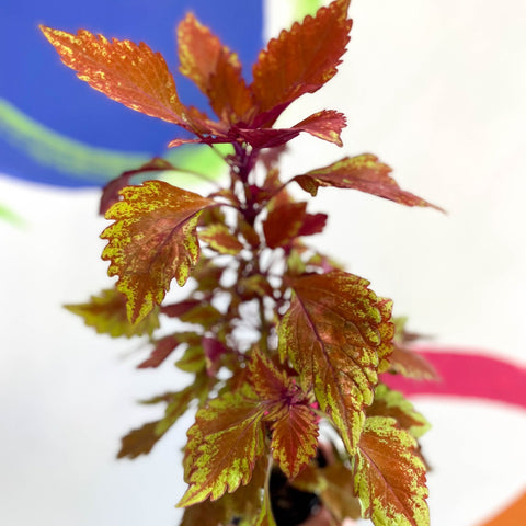 Painted Nettle - Coleus 'Long Island Iced Tea' - Welsh Grown - Sprouts of Bristol