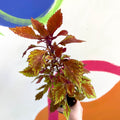 Painted Nettle - Coleus 'Long Island Iced Tea' - Welsh Grown - Sprouts of Bristol