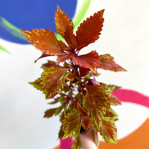 Painted Nettle - Coleus 'Long Island Iced Tea' - Welsh Grown - Sprouts of Bristol