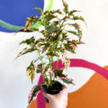 Painted Nettle - Coleus 'Paisley Shawl' - Welsh Grown - Sprouts of Bristol