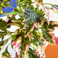 Painted Nettle - Coleus 'Paisley Shawl' - Welsh Grown - Sprouts of Bristol