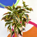 Painted Nettle - Coleus 'Paisley Shawl' - Welsh Grown - Sprouts of Bristol