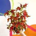 Painted Nettle - Coleus 'Planters Punch' - Welsh Grown - Sprouts of Bristol