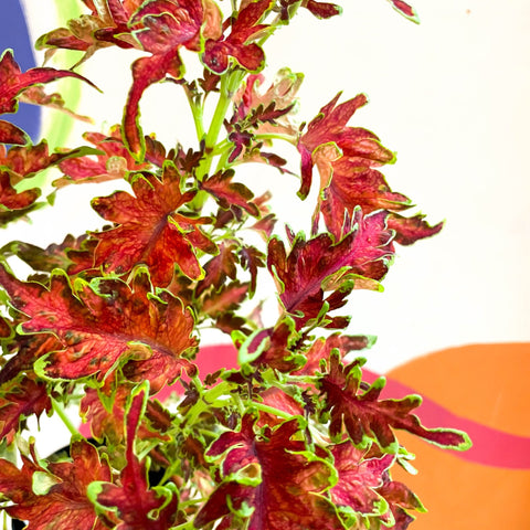 Painted Nettle - Coleus 'Planters Punch' - Welsh Grown - Sprouts of Bristol