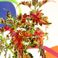 Painted Nettle - Coleus 'Planters Punch' - Welsh Grown - Sprouts of Bristol
