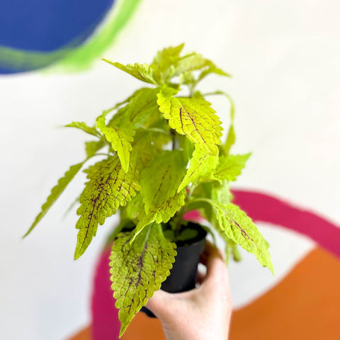 Painted Nettle - Coleus 'Roy Pedley' - Welsh Grown - Sprouts of Bristol