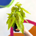 Painted Nettle - Coleus 'Roy Pedley' - Welsh Grown - Sprouts of Bristol