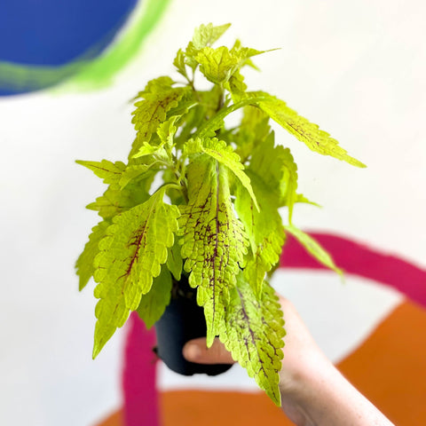 Painted Nettle - Coleus 'Roy Pedley' - Welsh Grown - Sprouts of Bristol