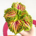 Painted Nettle - Coleus 'Spacecake' - Sprouts of Bristol