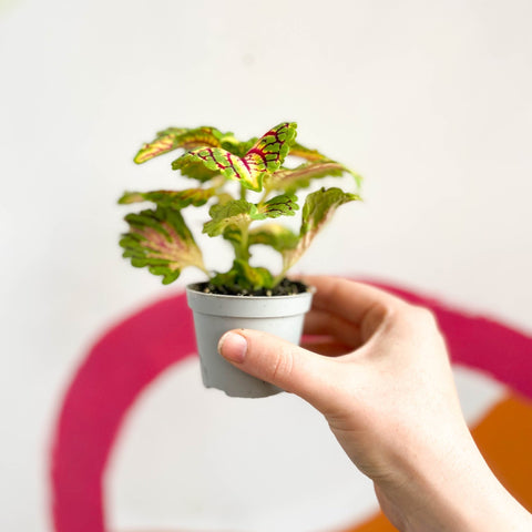 Painted Nettle - Coleus 'Spacecake' - Sprouts of Bristol