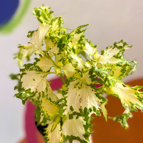 Painted Nettle - Coleus 'Timotei' - Welsh Grown - Sprouts of Bristol