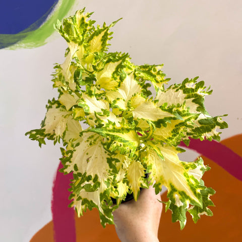 Painted Nettle - Coleus 'Timotei' - Welsh Grown - Sprouts of Bristol