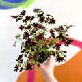 Painted Nettle - Coleus unnamed #1 - Welsh Grown - Sprouts of Bristol