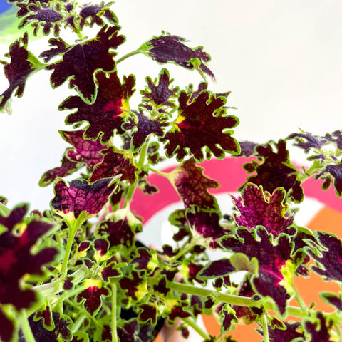 Painted Nettle - Coleus unnamed #1 - Welsh Grown - Sprouts of Bristol