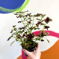Painted Nettle - Coleus unnamed #1 - Welsh Grown - Sprouts of Bristol