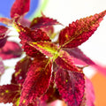 Painted Nettle - Coleus unnamed #10 - Welsh Grown - Sprouts of Bristol