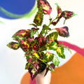 Painted Nettle - Coleus unnamed #11 - Welsh Grown - Sprouts of Bristol