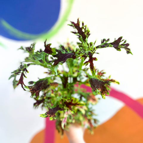 Painted Nettle - Coleus unnamed #12 - Welsh Grown - Sprouts of Bristol