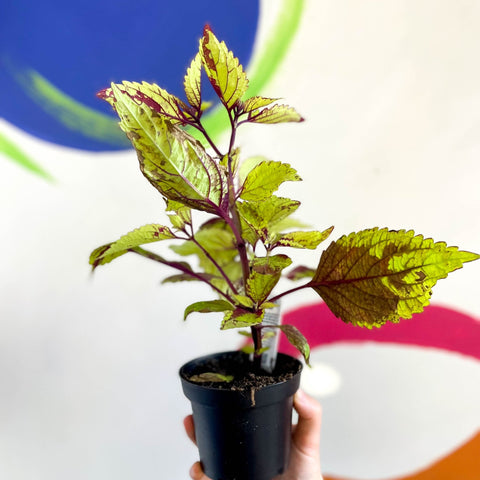 Painted Nettle - Coleus unnamed #3 - Welsh Grown - Sprouts of Bristol