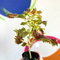 Painted Nettle - Coleus unnamed #4 - Welsh Grown - Sprouts of Bristol