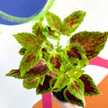 Painted Nettle - Coleus unnamed #5 - Welsh Grown - Sprouts of Bristol