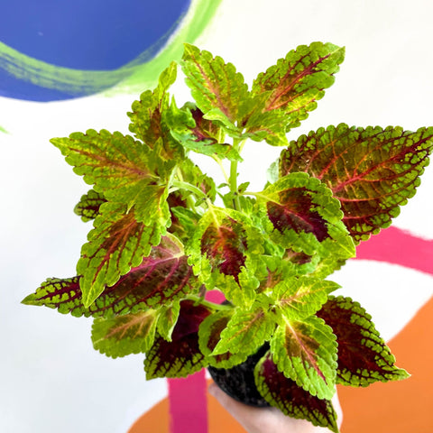 Painted Nettle - Coleus unnamed #5 - Welsh Grown - Sprouts of Bristol