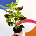 Painted Nettle - Coleus unnamed #5 - Welsh Grown - Sprouts of Bristol