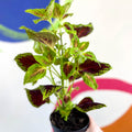 Painted Nettle - Coleus unnamed #5 - Welsh Grown - Sprouts of Bristol