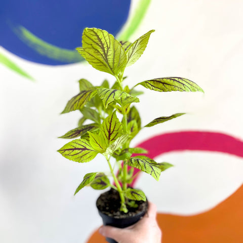 Painted Nettle - Coleus unnamed #6 - Welsh Grown - Sprouts of Bristol