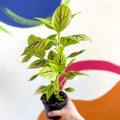 Painted Nettle - Coleus unnamed #6 - Welsh Grown - Sprouts of Bristol