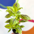 Painted Nettle - Coleus unnamed #6 - Welsh Grown - Sprouts of Bristol