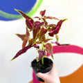 Painted Nettle - Coleus unnamed #7 - Welsh Grown - Sprouts of Bristol